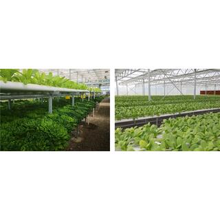 Intelligent Eco Hydroponic Greenhouse image 7