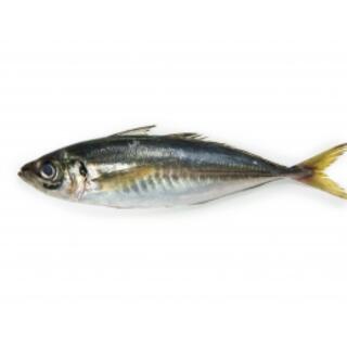 Wholesale Fish and Seafood Products image 4