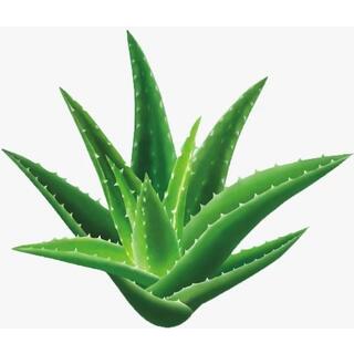 Aloe Emodin Powder image 3