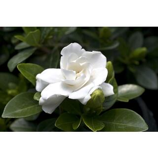 Gardena Perfume