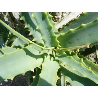 Aloe Vera Oil
