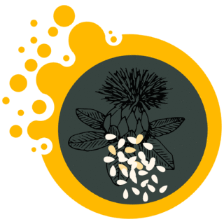 Safflower Oil (1 Lt, 5 Lt and 18 Lt) image 2