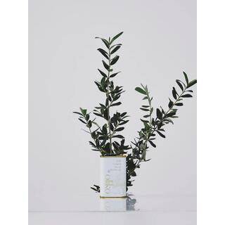 Oliko Early Harvest Cold Pressed Extra Virgin Olive Oil 175 ml image 2