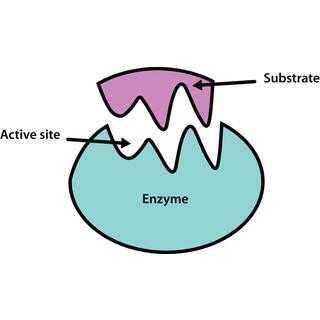 One-stop Enzyme Discovery and Design Services