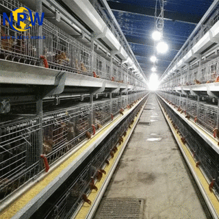 H-Type Broiler Cage Equipment image 5