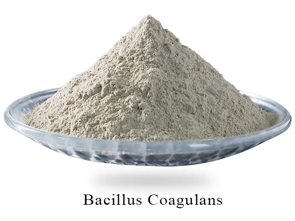 Bacillus Coagulans