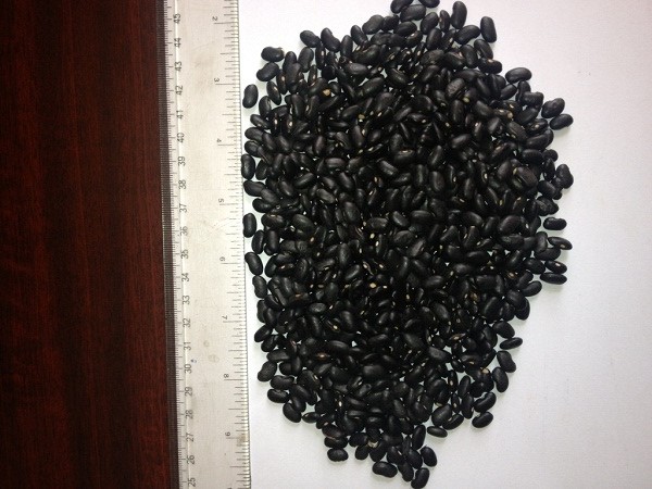 ETHIOPIAN BLACK BEANS