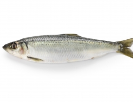 Wholesale Fish and Seafood Products image 1