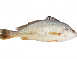 Wholesale Fish and Seafood Products image 3