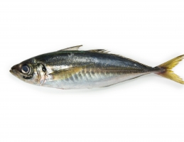 Wholesale Fish and Seafood Products image 4