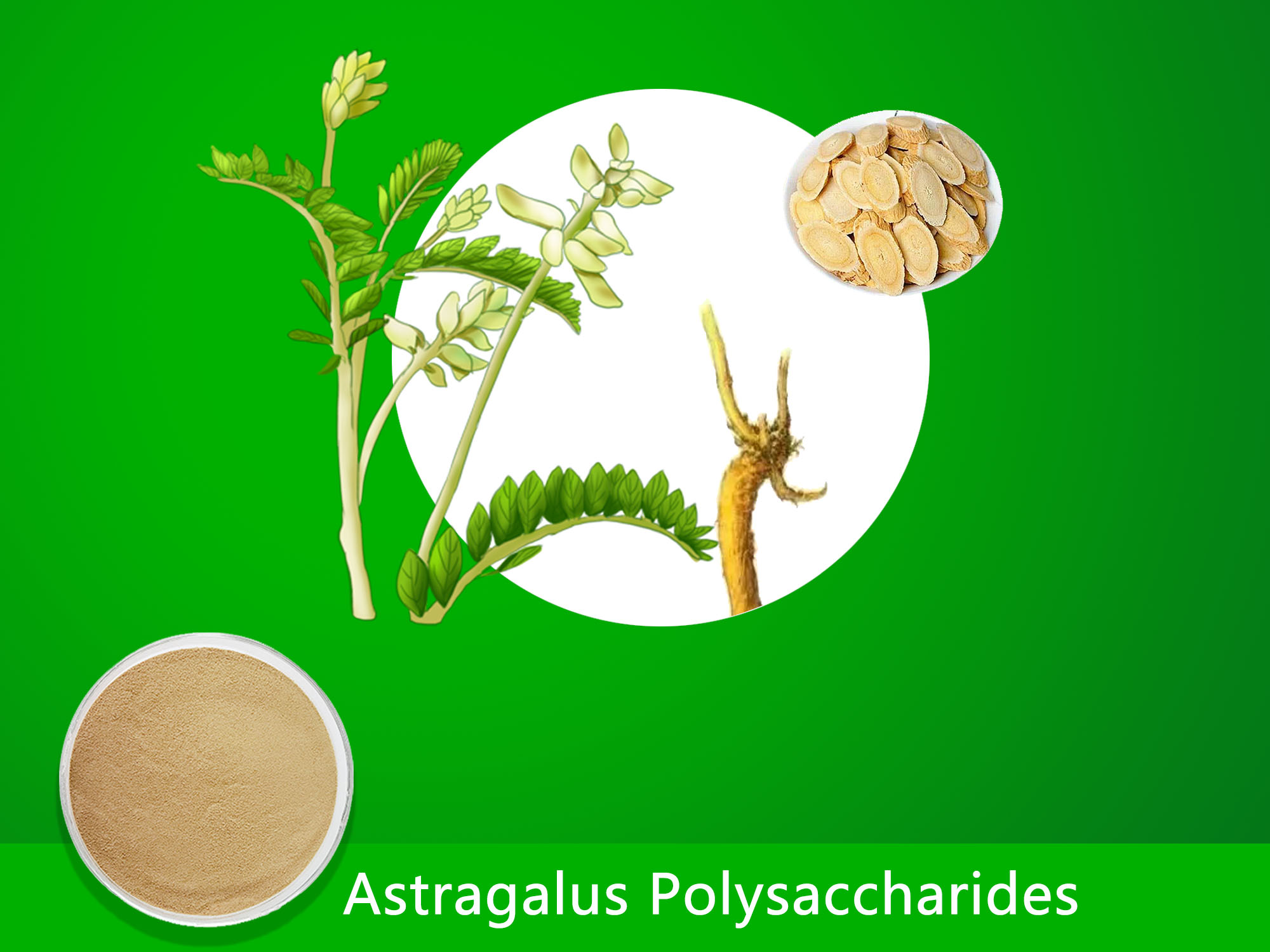Astragalus Polysaccharides (20.00%-70.00%) image 1