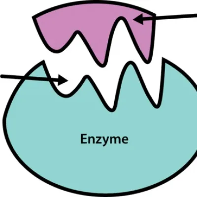 One-stop Enzyme Discovery and Design Services