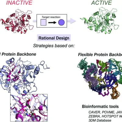 Rational Enzyme Design Services